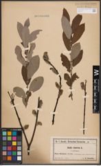Foto von Salix cinerea L.